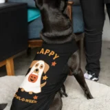 Dog wearing Halloween shirt on dog bed.